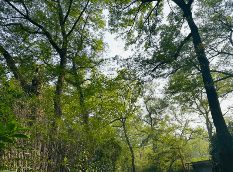 凝聚团队力量，擦亮九溪风光——浙投号环保公益徒步行